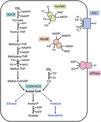 Progresses and challenges of engineering thermophilic acetogenic cell factories